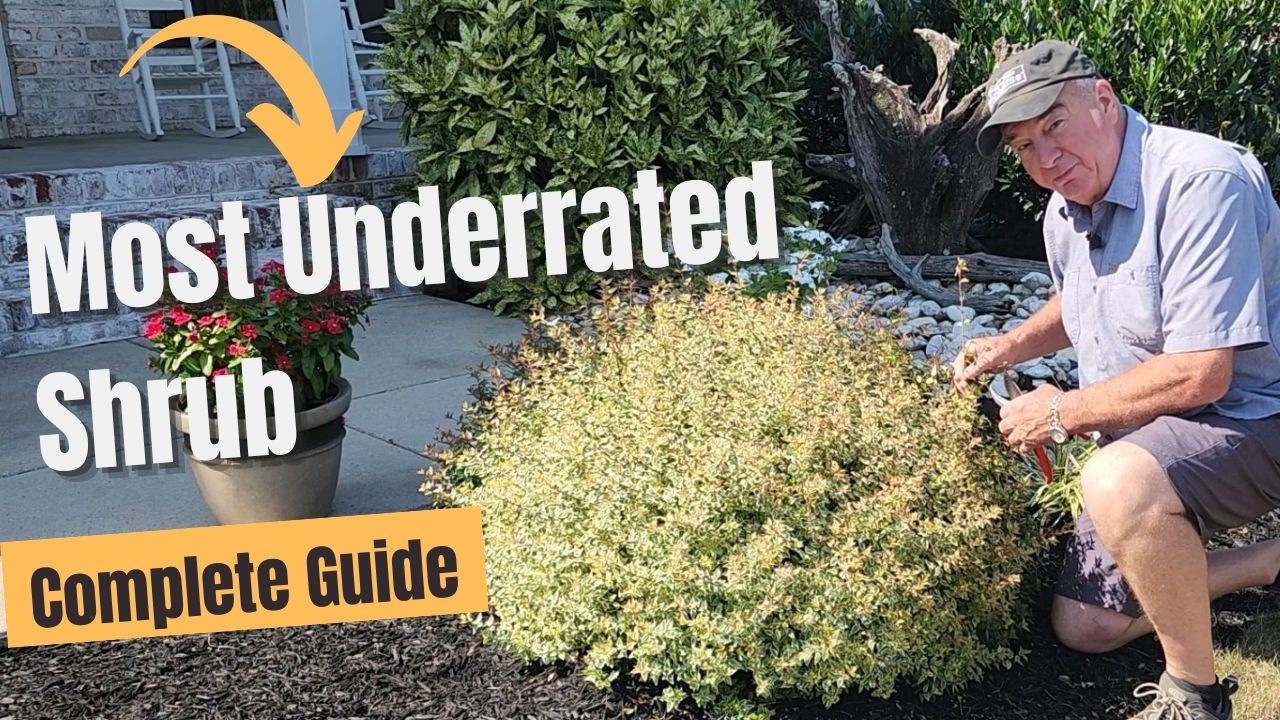 Why Abelias Might Be the Perfect Shrub for Your Garden | Trailer”