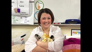 Teaching With Mrs. Wiswell's Class Hatches Chicks!