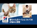 獣医師解説　猫ちゃんのおすすめのトイレについて