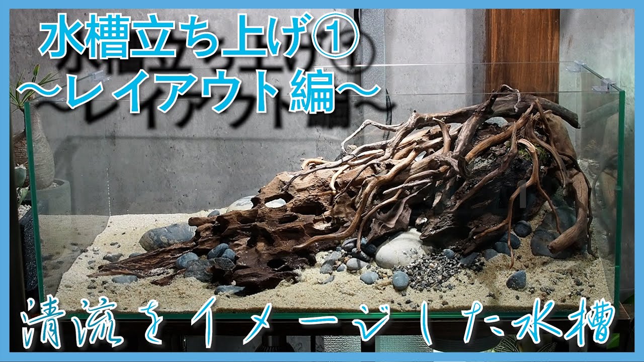 アクアリウム】清流をイメージして60cm Low水槽を立ち上げ