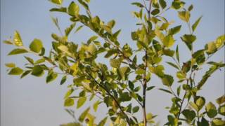 Fast Growing River Birch Trees