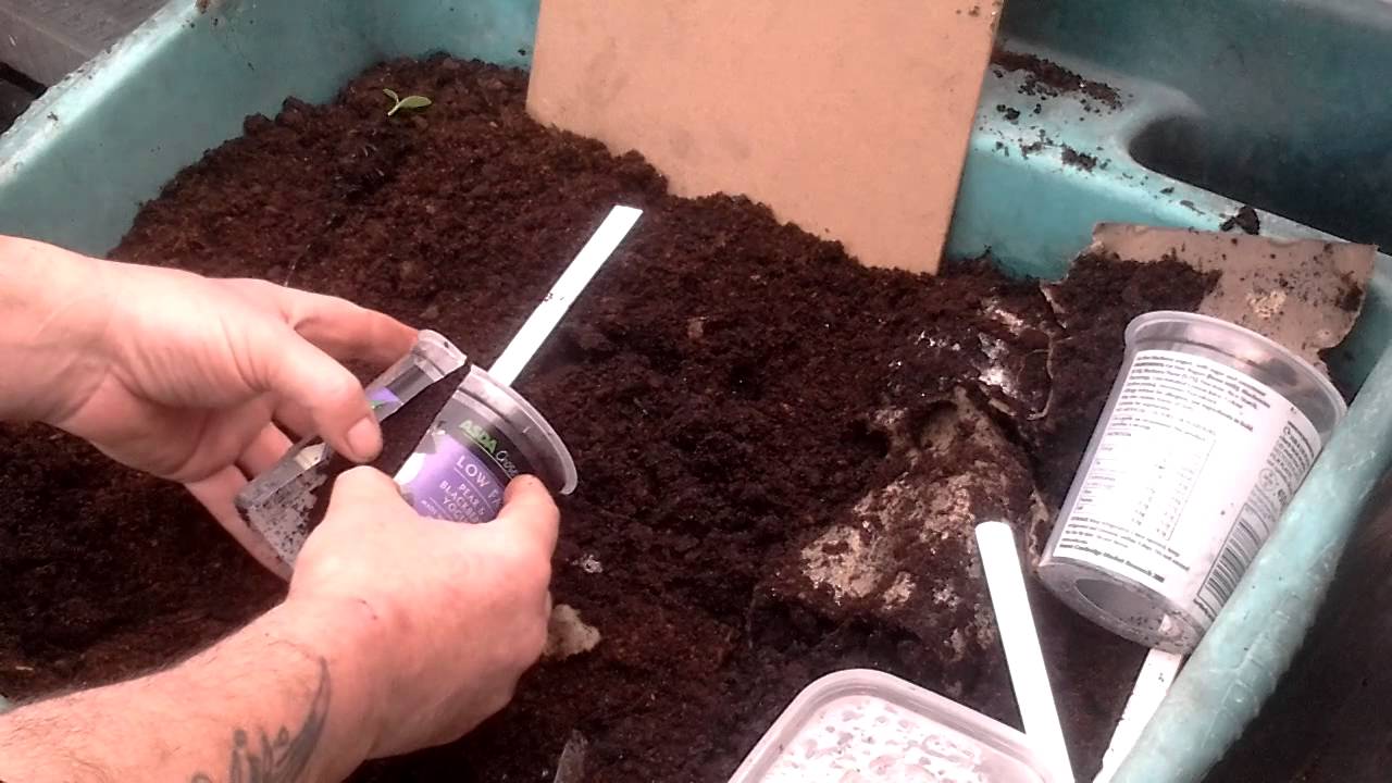 Parsnip Chitting Reveal Plot 3 N / Warks ( 7 )