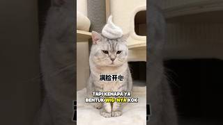 Milo Pasrah Tapi Mau Marah😸 #kucinglucu #kucing #kucingbelangtiga #cat