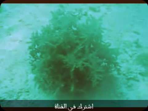 سبحان الله شجرة في قاع البحر Youtube