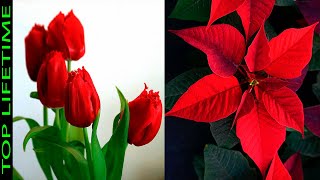 10 Hermosas Plantas con Flores Rojas