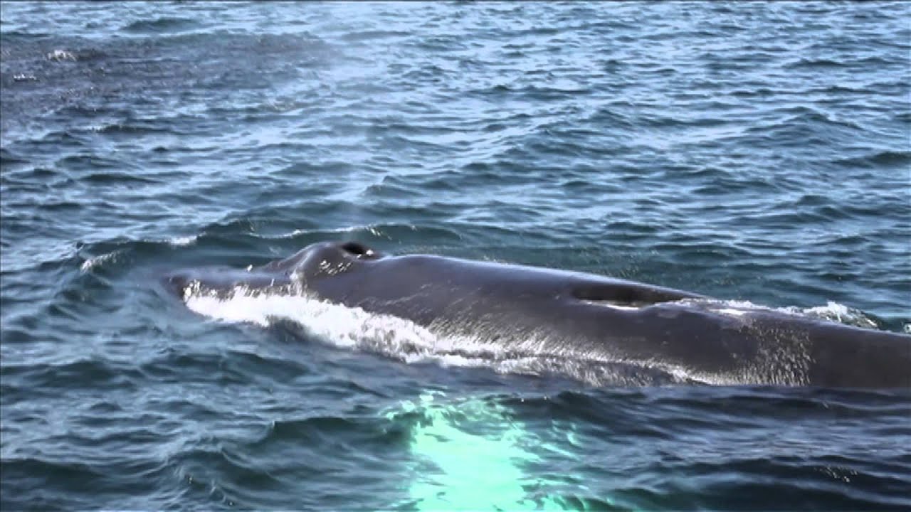 Blue Ocean Society- Whale Watch and 10th Anniversary Commercial (HD)