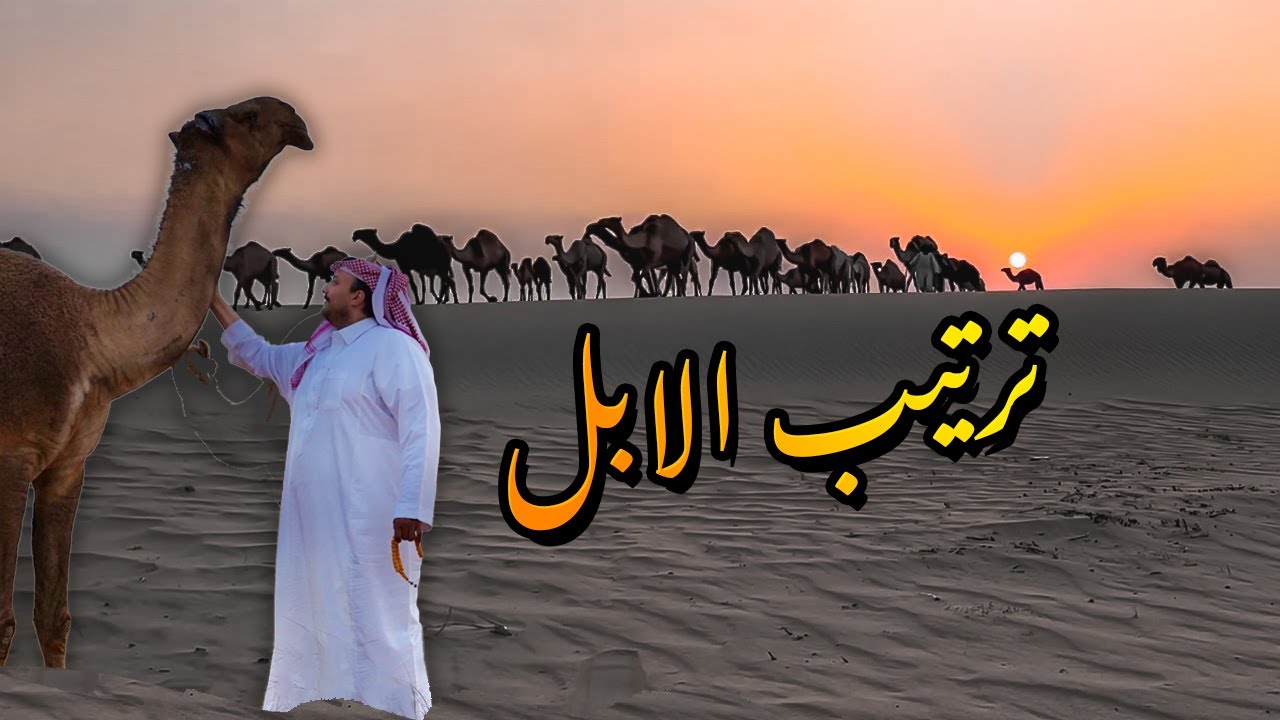 ترتيب ابل  الامير ناصر بن نواف 