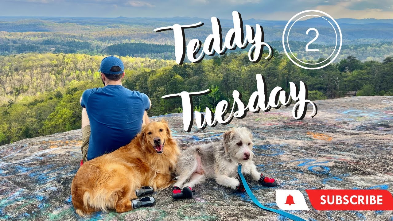 My dog is so spoiled he has his own day! teddytuesday dog 