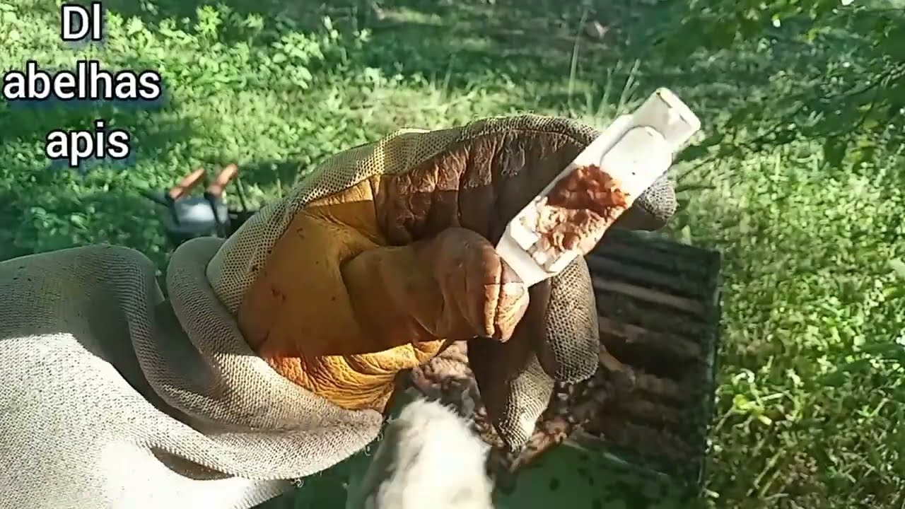 como introduzir abelha rainha na colmeia