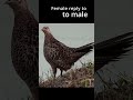 صدای پرندگان پاسخ قرقاول ماده به صدای قرقاول نر شورت نخی