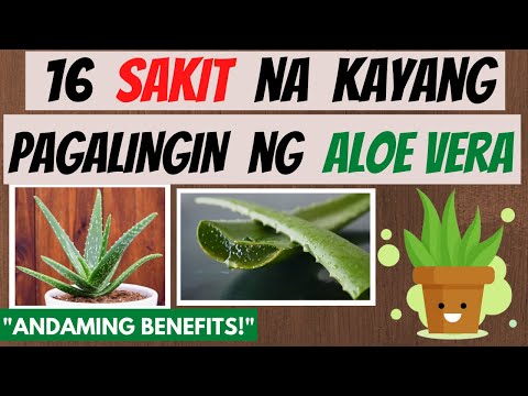 ALOE VERA -  mga SAKIT na kayang pagalingin at Health BENEFITS | Halamang Gamot | Herbal  Natural