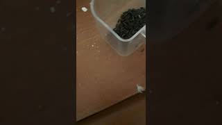 Muhabbet Kuşlarinda Ni̇jer Tohumu Kullanimi Abone Olursaniz Sevinirim