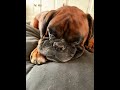 Love my dog