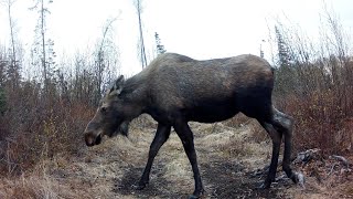 Alaska Trail Cam Moose, Sandhill Cranes, Foxes May 12, 2024