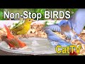 13. #CatTV 40 Min. of Birds Drinking & Washing in a Birdbath Fountain w/ Sound - No Interruptions