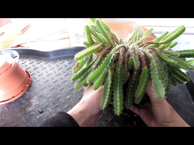 How to save a Dragonfruit Cactus - Hylocereus from a bad case of Mealybug -  YouTube