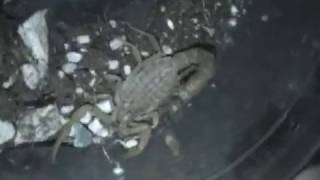 Evdeki Büyük akrep, Scorpion
