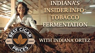 Indianas Insider Info: Episode 1 The Secret Behind Cigar Fermentation 🔥🍂