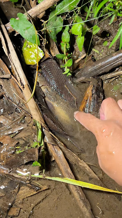 Akibat kemarau banyak ikan betok besar sembunyi disini !!! #ikan #betok #fishing
