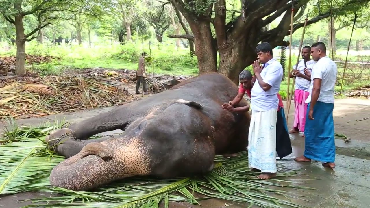 කතරගම මද්දු ගේ බැහුම් ලිහීමේ මංගල්‍යය -