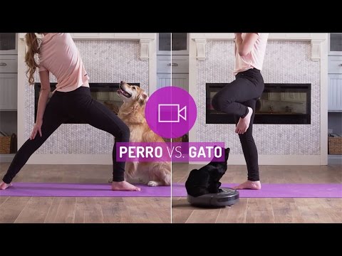 Video: Beneficios Del Alojamiento De Mascotas En El Hogar - Alternativas Al Alojamiento Tradicional De Perros Y Gatos