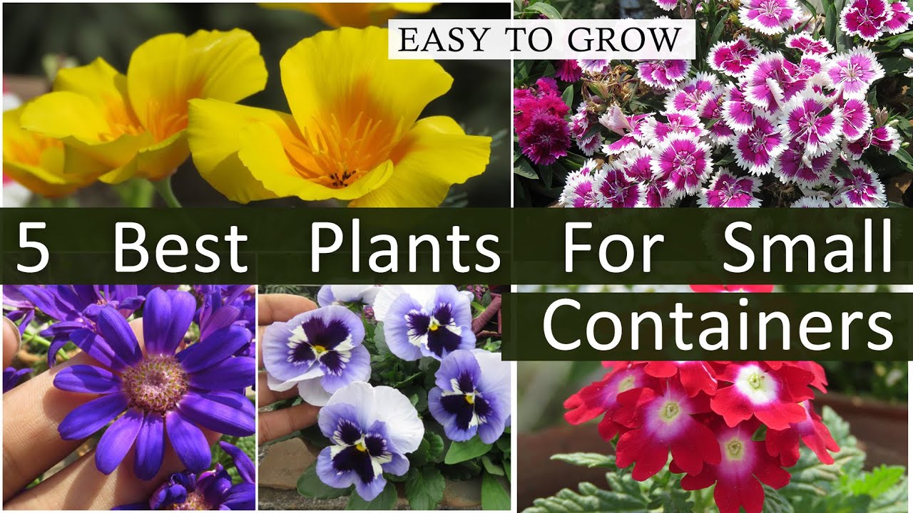 5 Best Winter Flowering Plants For Small Pots , Easy to Grow Winter