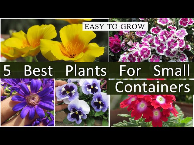 5 Best Winter Flowering Plants For Small Pots , Easy to Grow Winter Flowers  for Small Containers. - YouTube