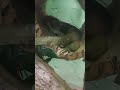 What is the name of this animal sleeping inside the log. #shorts