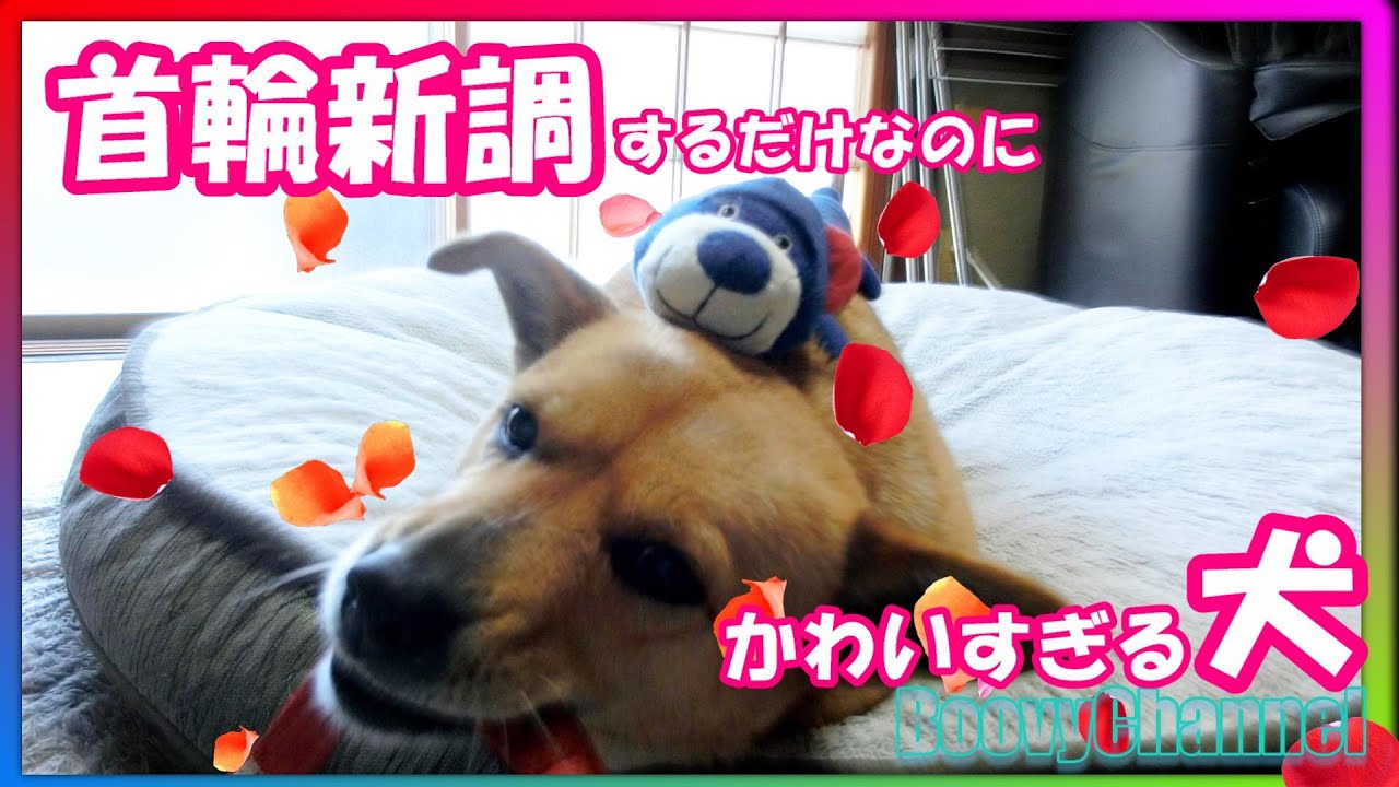 雑種犬 新しい首輪とかわいいボビ Ruffwearの首輪 47 動物がかわいいyoutube動画はここだ