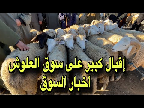 إقبال كبير على سوق العلوش والغنم اليوم بالبليدة هذه هي أخبار سوق المواشي حي دريوش