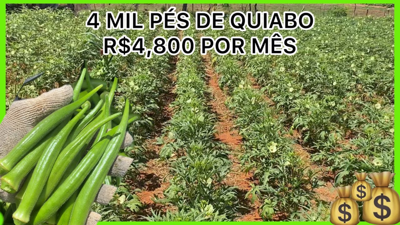 R$4,800 POR MÊS COM 4 MIL PÉS DE QUIABO 🤠🙏🏼#agro #agricultura #farming 