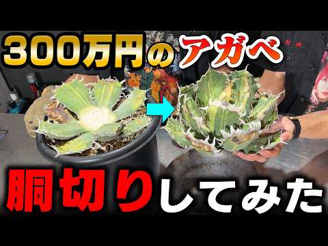 PLANET ROCK PLANTS ~ 珍奇植物専門店 ~ - YouTube