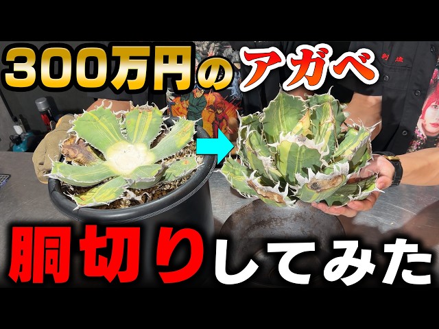 3年後の姿：ヤフオク中国出品者のネームド株② #アガベ実験 - YouTube