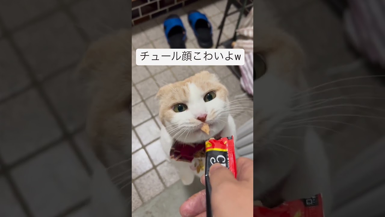 Obedient cat 😸😺❤️💞