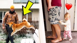 SHIBA INU JUMPS❗️BABY PLAY WITH PAPA [LIVING IN POLAND] 2022