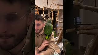 Cuando se pelean ellos… y el castigado soy yo 😅🦜🦜