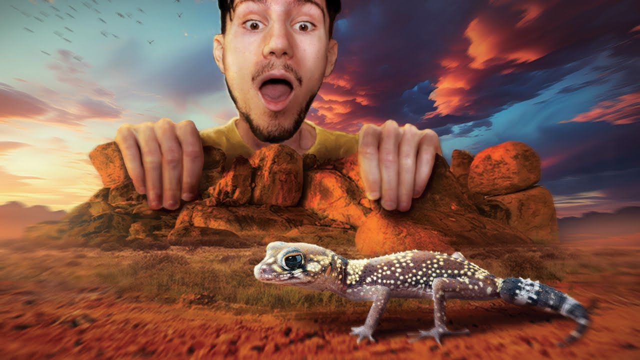 Je reçois mes Geckos Aboyeurs ! (PROJET U.M. : PARTIE FINALE)