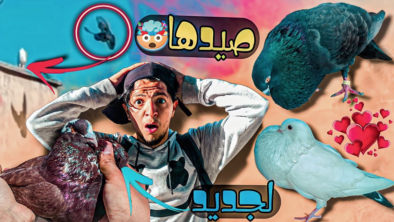 طلقت الحمام يطيروا وكحلوش جاب لي حمامة جديده 😂 شنو هو النوع ديالها في نظركم🤯 وجبت من العروبيه ذكر...