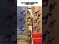 This Cat is a Stand User… ゴゴゴゴ