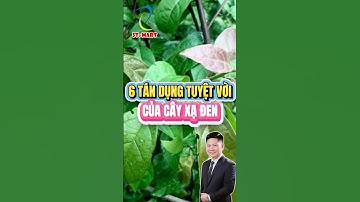 6 Tác Dụng Tuyệt Vời Của Cây Xạ Đen