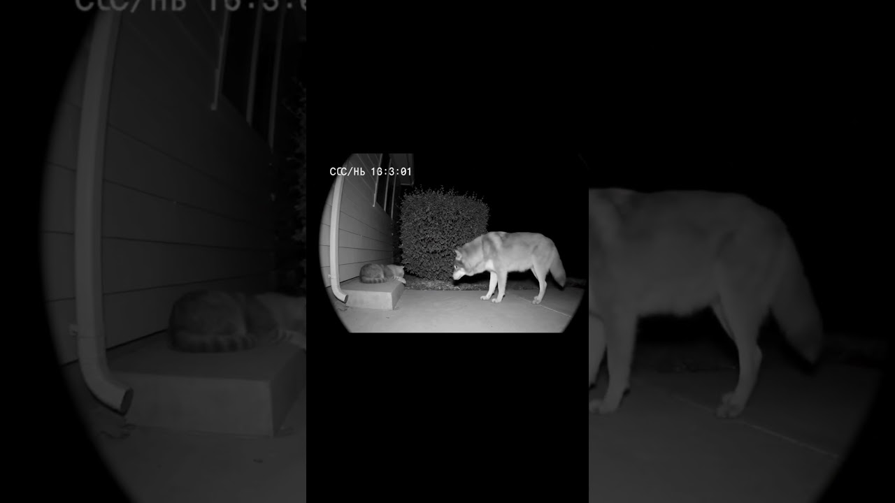 When the Wolf Woke Up the Wrong Cat 😂 | Doorbell Camera Caught This!