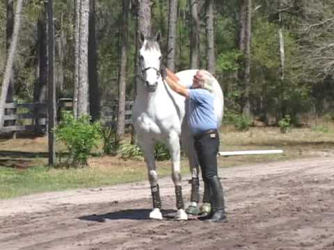 Chazot hoof injury-Horse hoof injury-treatment