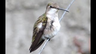 Colibrí Garganta Rubí Archilochus Colubris, San Marcos, El Salvador 18-04-2022. Parte 2.