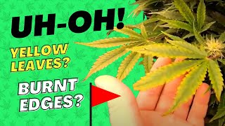 Yellow leaves? Crispy, burnt edges? 🚩🚩 It could be a POTASSIUM DEFICIENCY