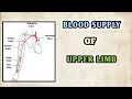 "BLOOD SUPPLY OF UPPER LIMB" EXPLAINATION | Anatomy | MEDICO