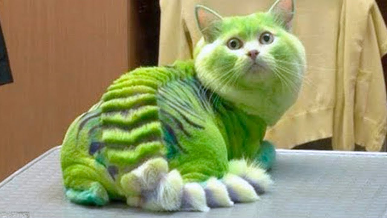 10 Rarest Cat Breeds In The World