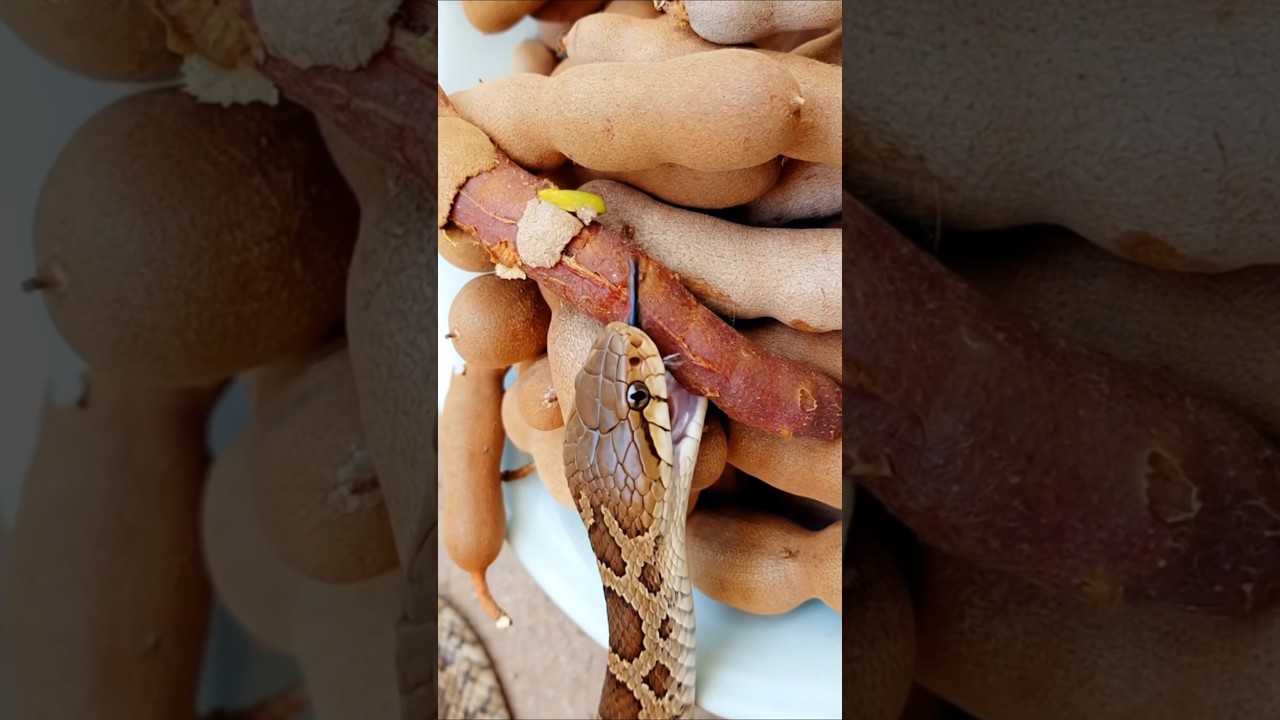 A beautiful russel viper snake is eating tamarind 