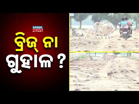 ବ୍ରିଜ୍ ନା ଗୁହାଳ? Puri Bridge Shock | Crores-Spent Daya River Bridge Turns Into Cattle Shed