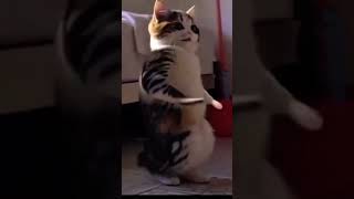 #cozyandcool #masti #viral #fbyシvideo #reelsviralシfb #cat #dance 🤣😆