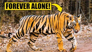 Why do Tigers Live Alone?